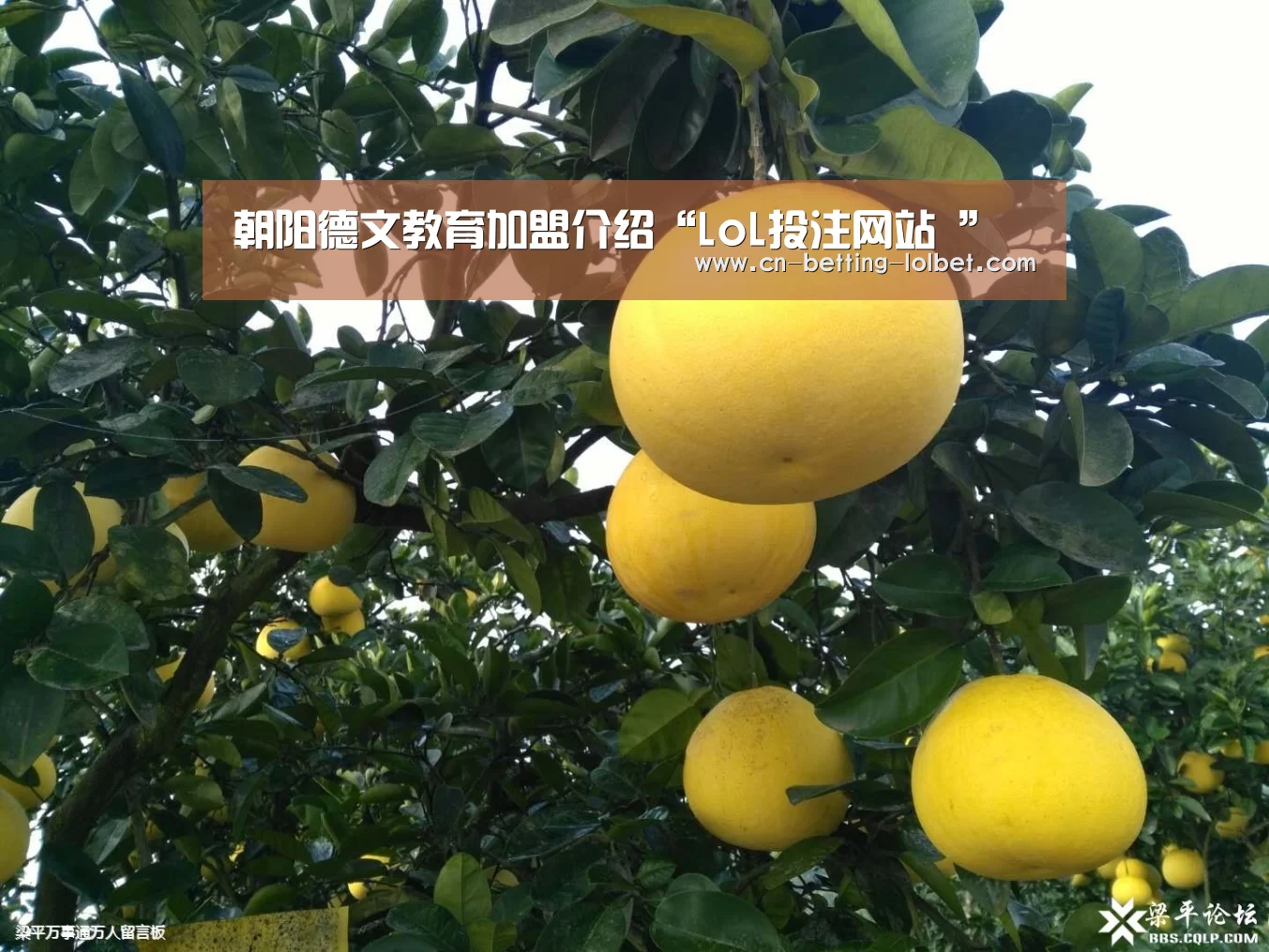  2026年最佳英雄联盟投注网站